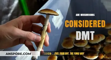 Mushrooms and DMT: What's the Link?