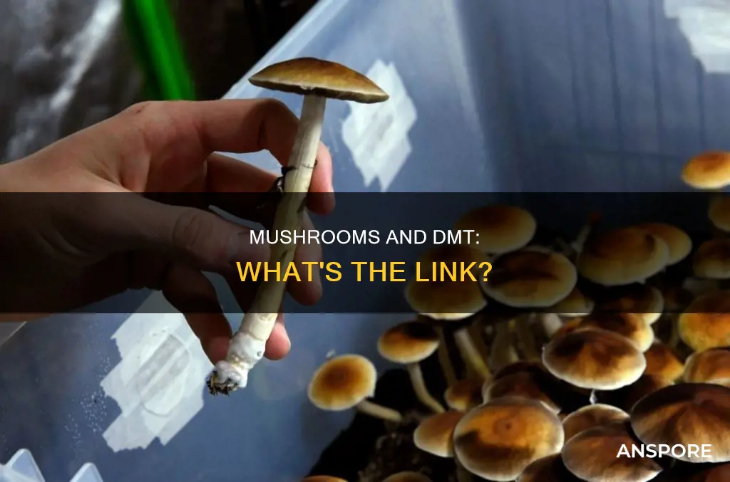 are mushrooms considered dmt