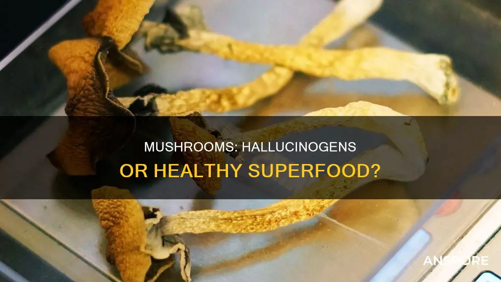 are mushrooms considered drugs