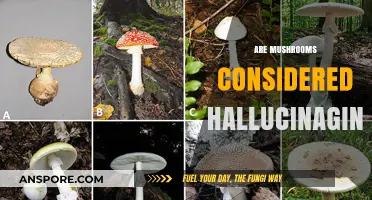 Mushrooms: Hallucinogens or Not?