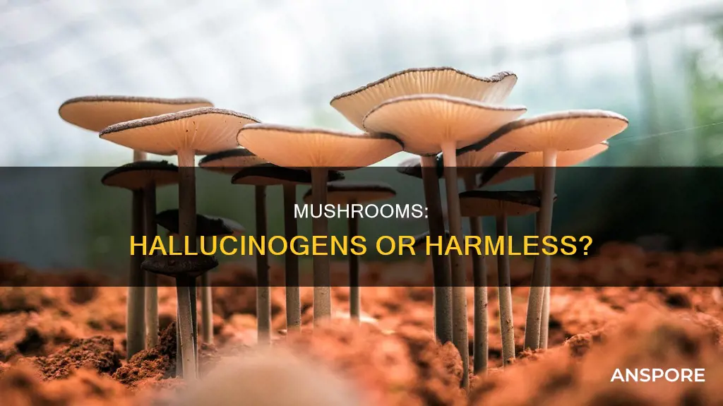 are mushrooms considered narcotics