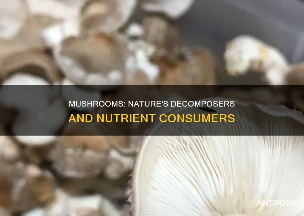 are mushrooms consumers