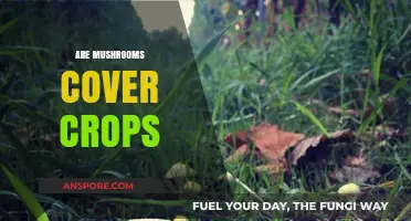 Mushrooms: The Ultimate Cover Crop?