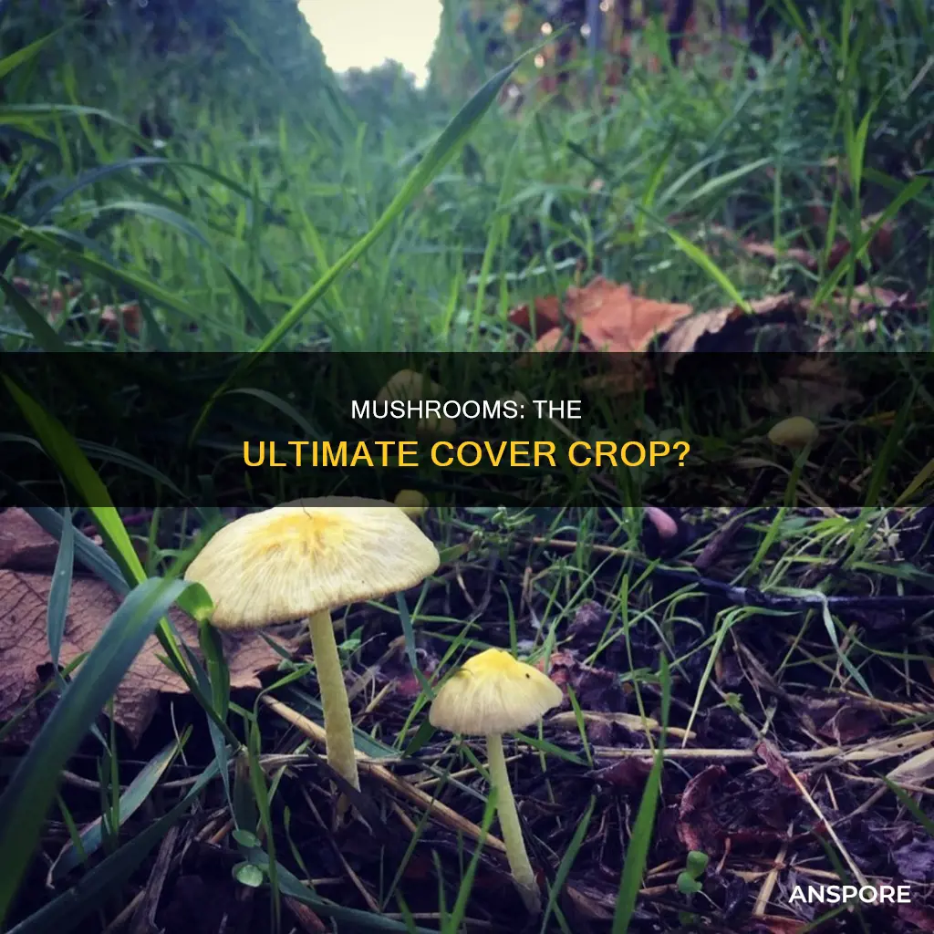 are mushrooms cover crops