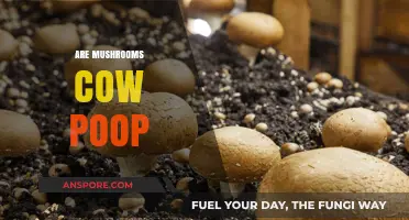 Mushroom Mystery: Are They Cow Dung?