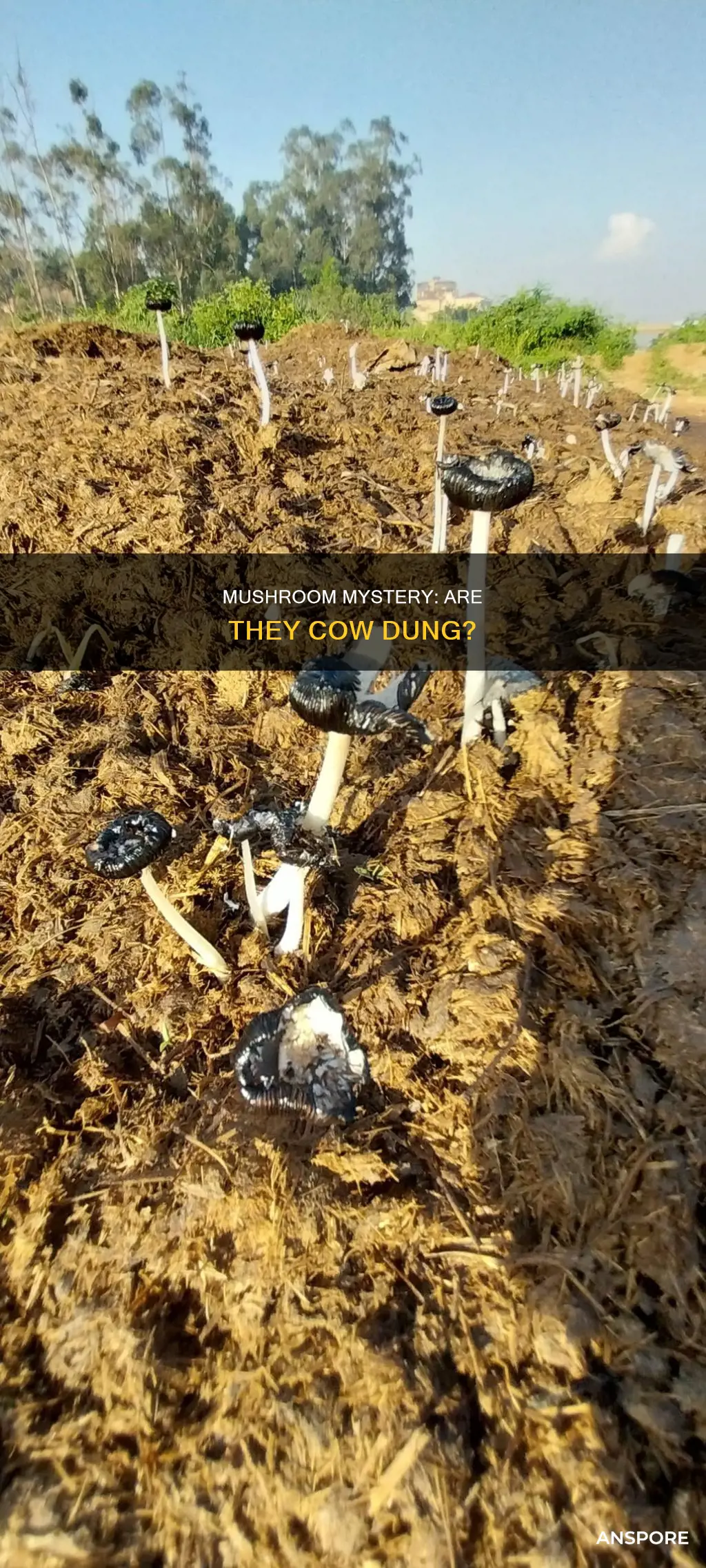 are mushrooms cow poop