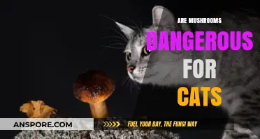 Mushroom Danger: Are Cats at Risk?