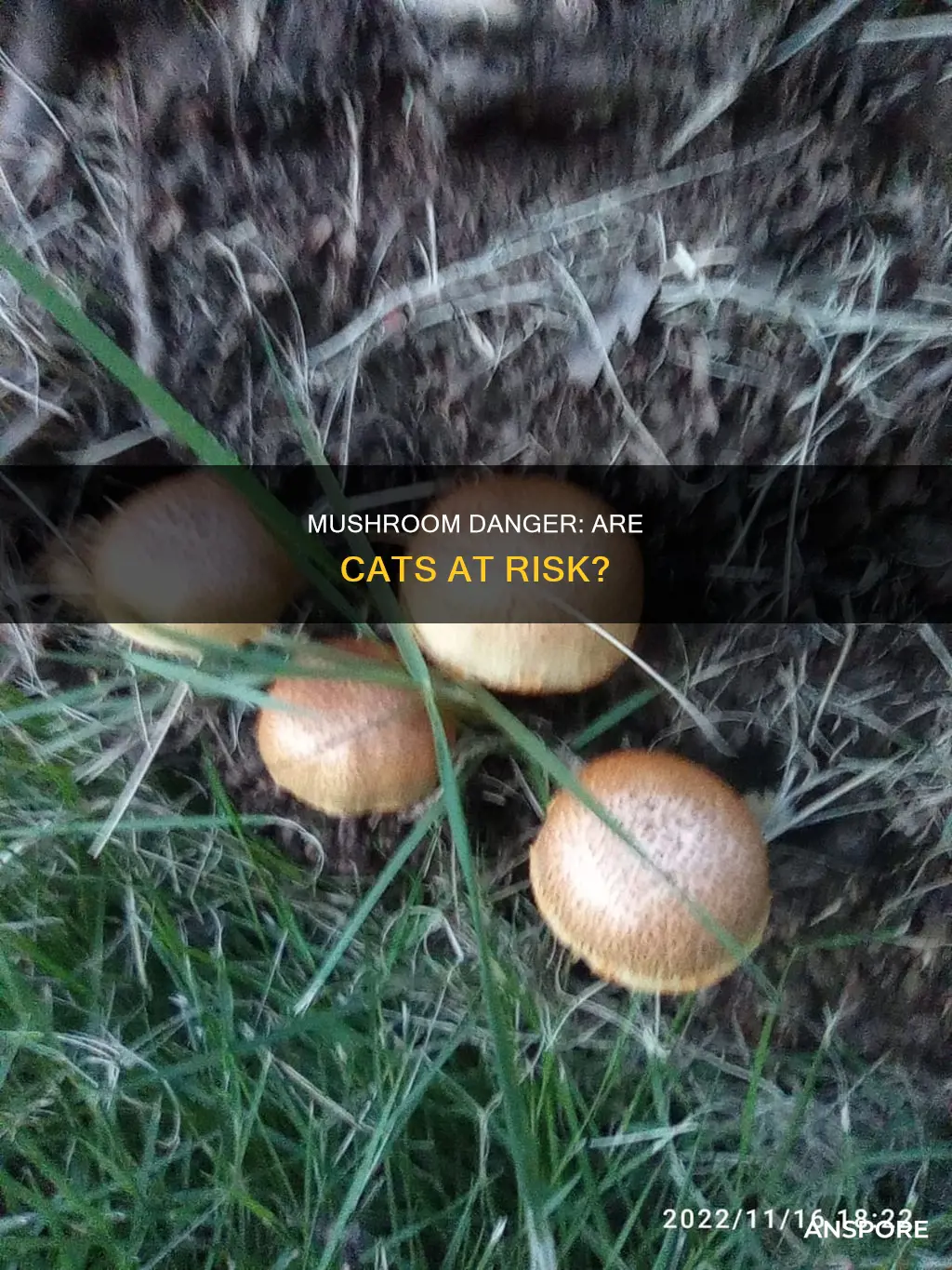 are mushrooms dangerous for cats