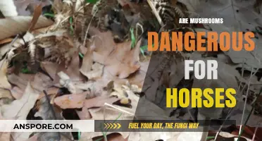 Mushrooms and Horses: A Dangerous Mix?