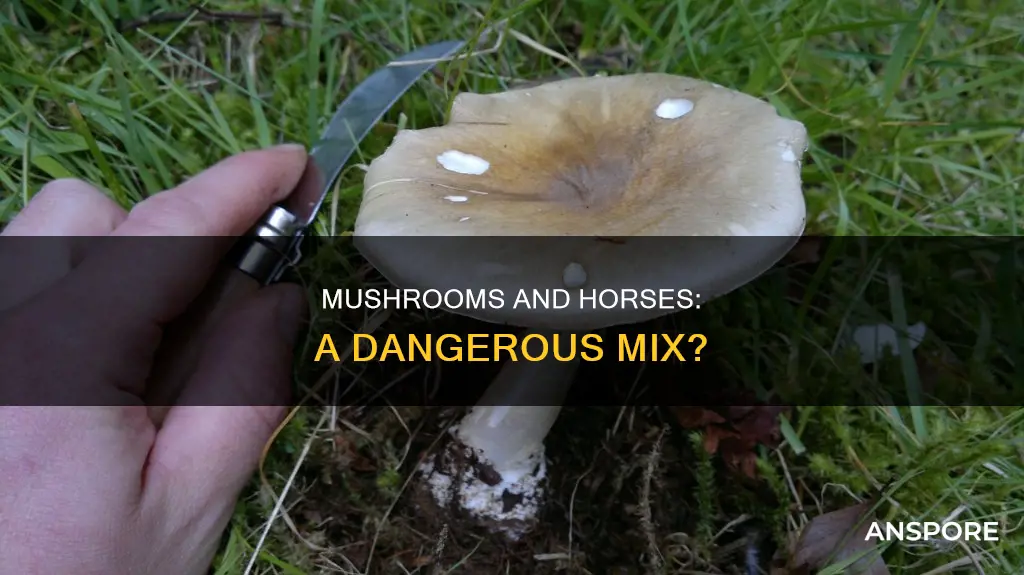 are mushrooms dangerous for horses
