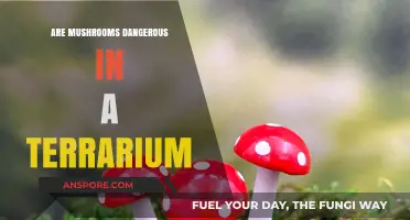 Mushrooms in Terrariums: Safe Addition or Hidden Danger?