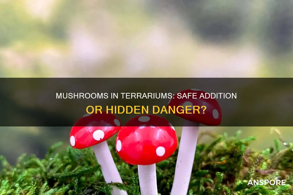 are mushrooms dangerous in a terrarium