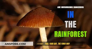Exploring Rainforest Mushrooms: Are They Dangerous or Misunderstood?