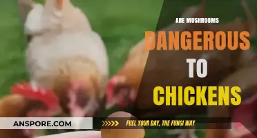 Mushroom Danger: Are Chickens at Risk?