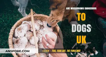 Are Mushrooms Dangerous to Dogs in the UK? A Guide
