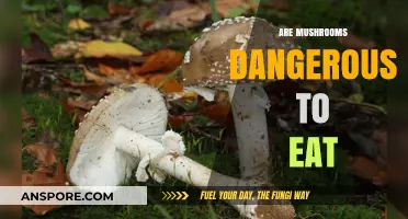 Are Mushrooms Safe to Eat? Unveiling the Risks and Rewards