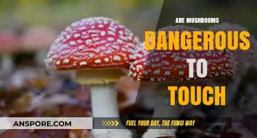 Mushrooms: Are They Safe to Touch?