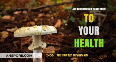 Mushrooms and Health: Uncovering Potential Risks and Safe Consumption Tips