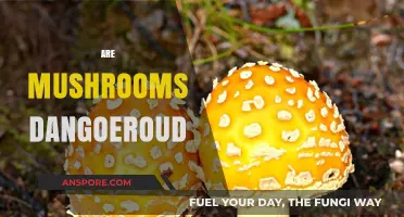 Mushrooms: Are They a Toxic Treat?