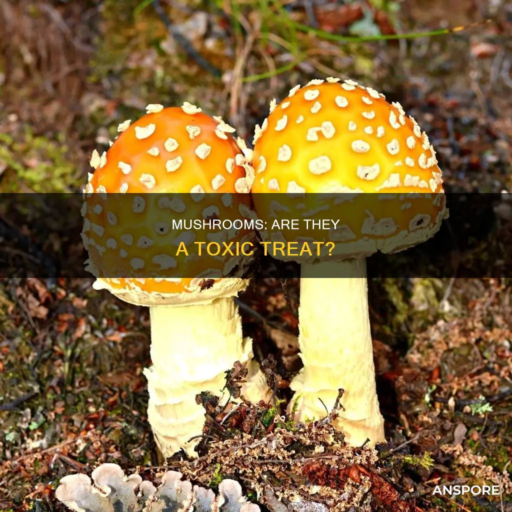 are mushrooms dangoeroud