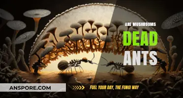 Mushrooms: Are They Dead Ants?