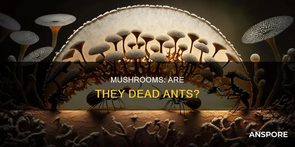 are mushrooms dead ants