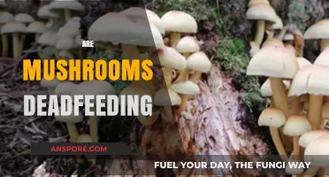Mushrooms: Decomposing Superheroes of the Forest Floor