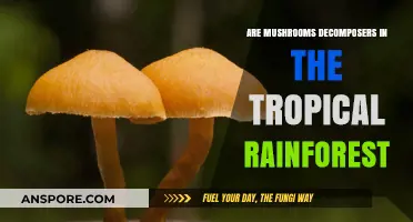 Mushrooms' Role as Decomposers in Tropical Rainforest Ecosystems