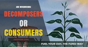 Mushrooms: Decomposers or Consumers?