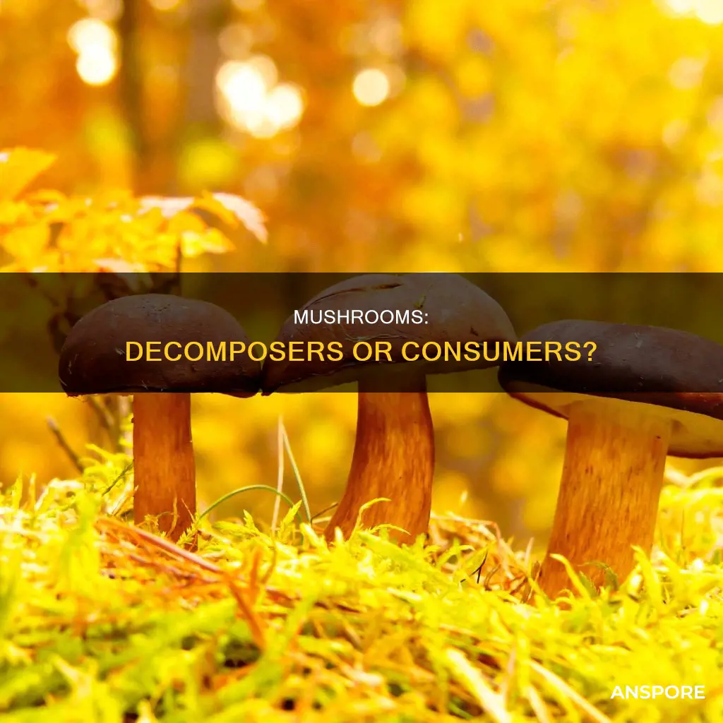 are mushrooms decomposers or consumers