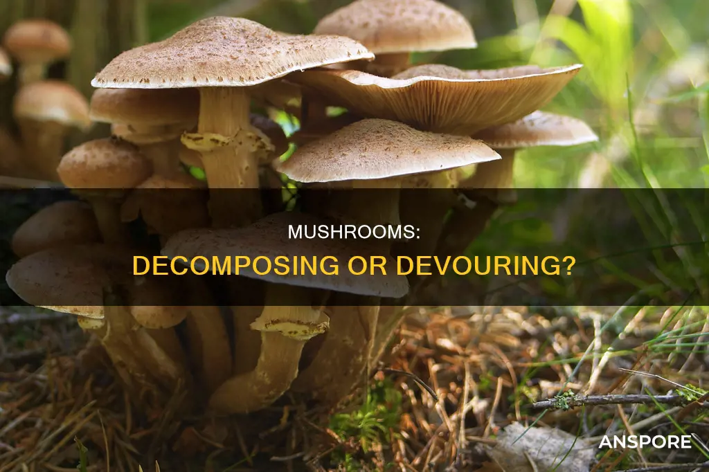 are mushrooms decomposers or detritivores
