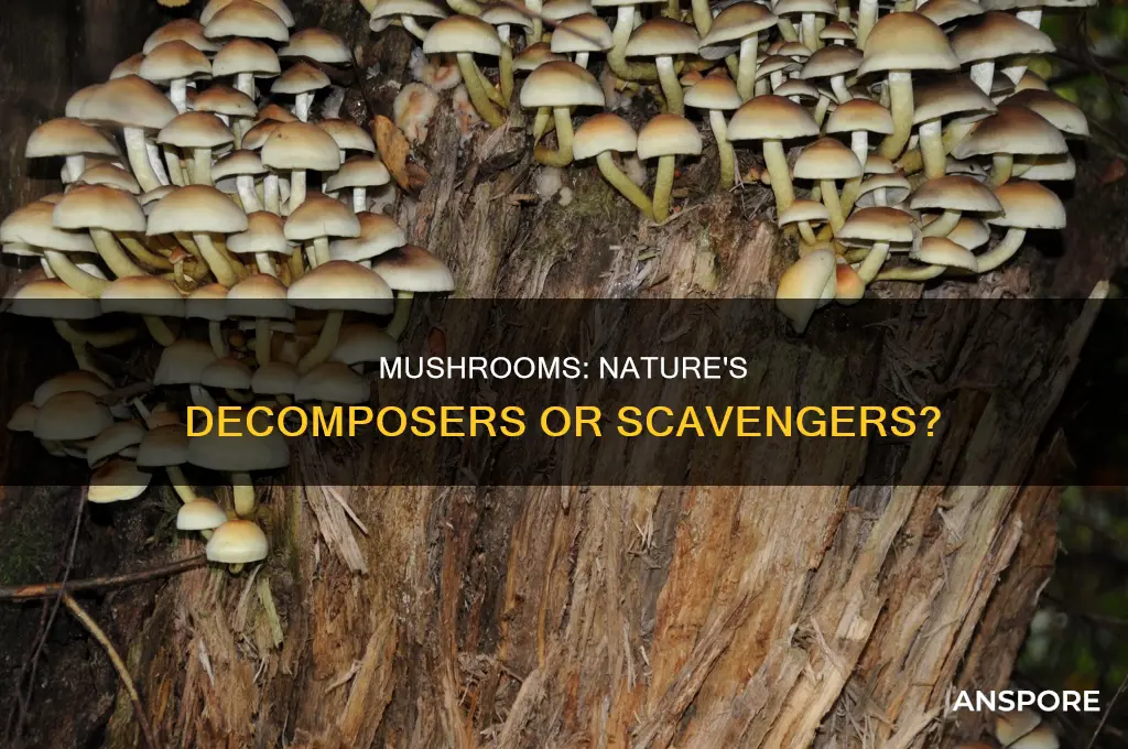 are mushrooms decomposers or scavengers