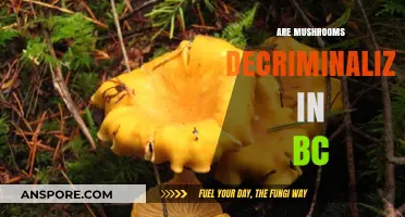 Mushrooms Decriminalized in BC: What Does This Mean?