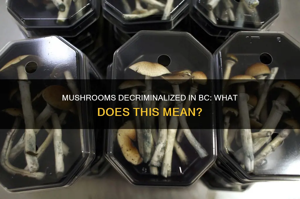are mushrooms decriminalized in bc