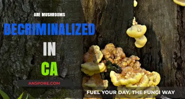 Mushrooms Decriminalized in California: What You Need to Know
