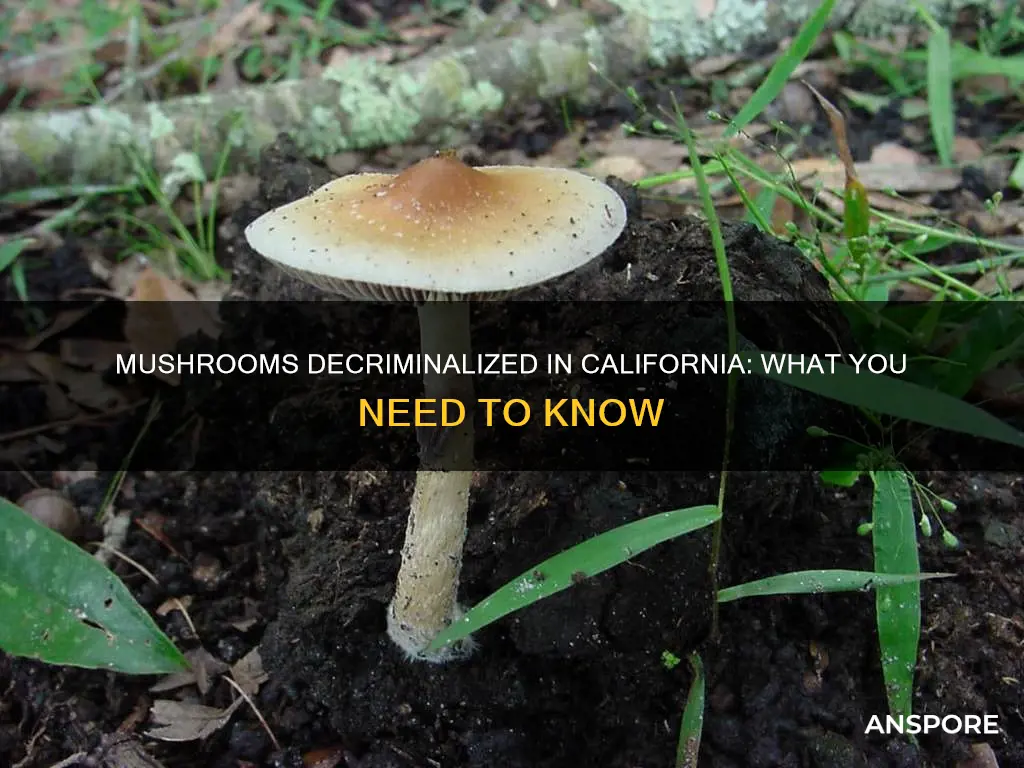 are mushrooms decriminalized in ca