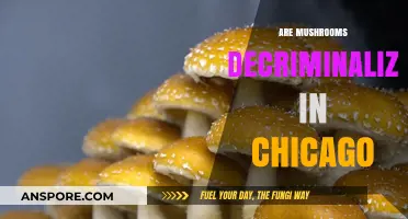 Chicago Decriminalizes Magic Mushrooms: A Step Forward