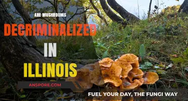 Illinois Decriminalizes Mushrooms: What You Need to Know