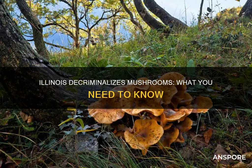 are mushrooms decriminalized in illinois