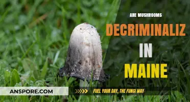 Mushrooms Decriminalized in Maine: What Does It Mean?