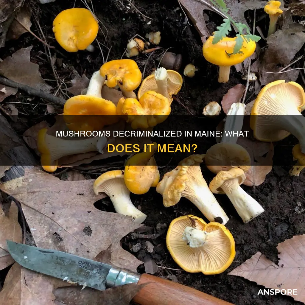 are mushrooms decriminalized in maine