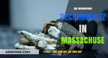 Mushroom Decriminalization in Massachusetts: What You Need to Know