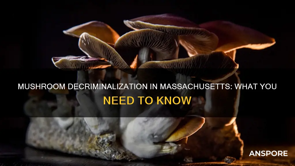 are mushrooms decriminalized in massachusetts