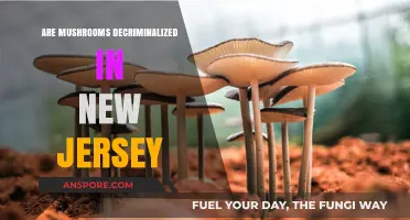 Are Mushrooms Decriminalized in New Jersey? Legal Status Explained