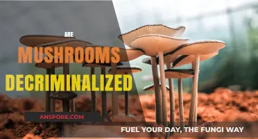 Mushroom Decriminalization: A Step Towards Progressive Drug Policy