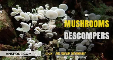 Mushrooms: Nature's Decomposers and More