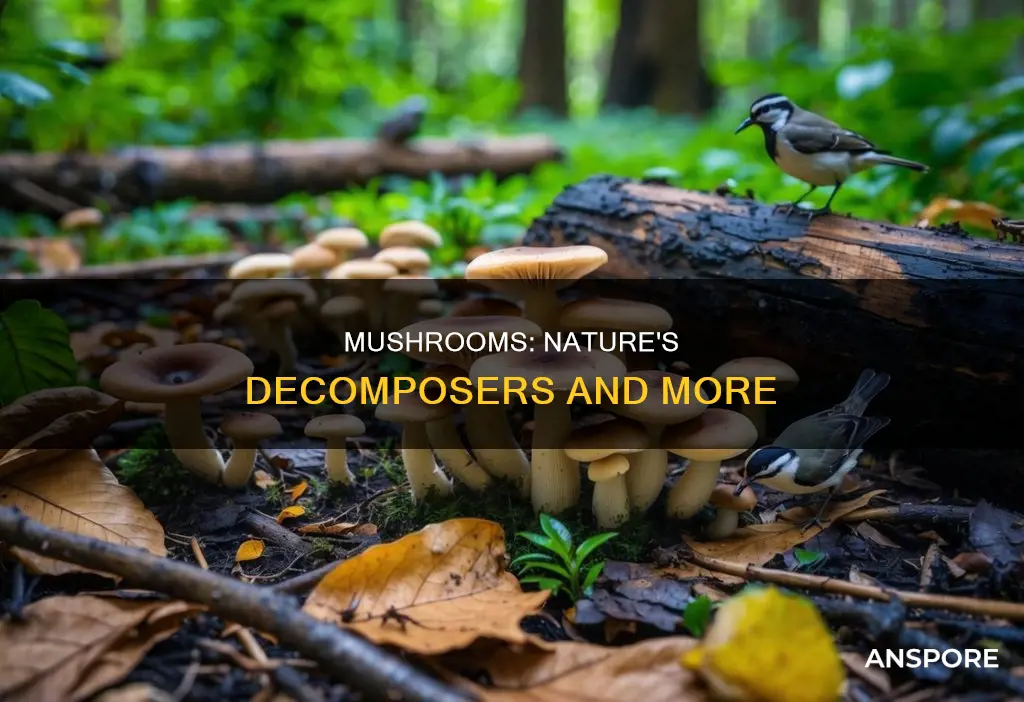 are mushrooms descompers