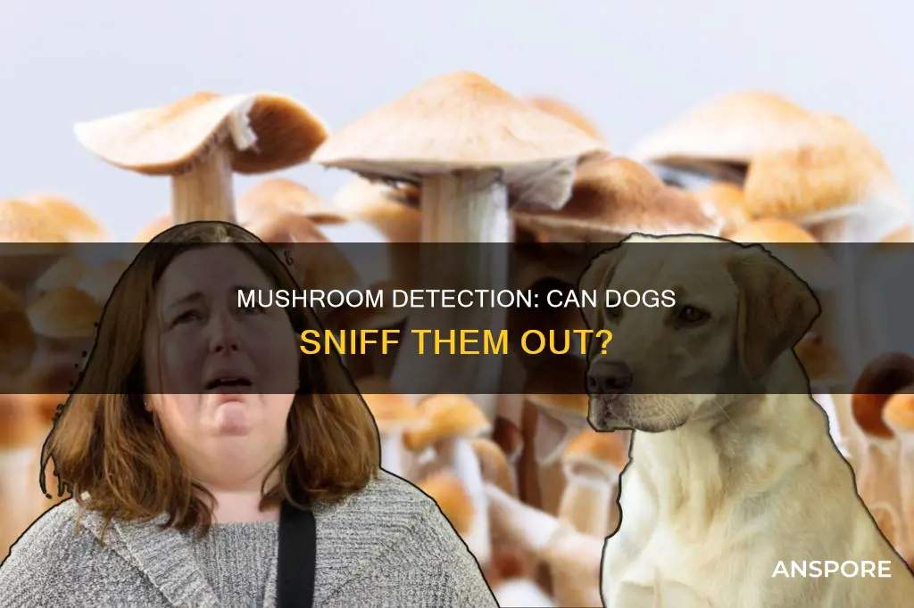 are mushrooms detectable by dogs