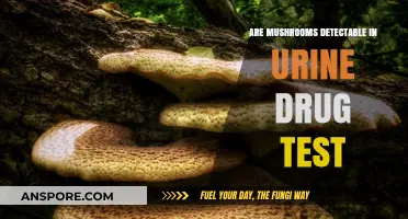 Can Mushrooms Show Up in Urine Drug Tests? Facts Revealed
