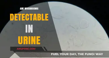 Mushroom Toxins: Do They Show Up in Urine?